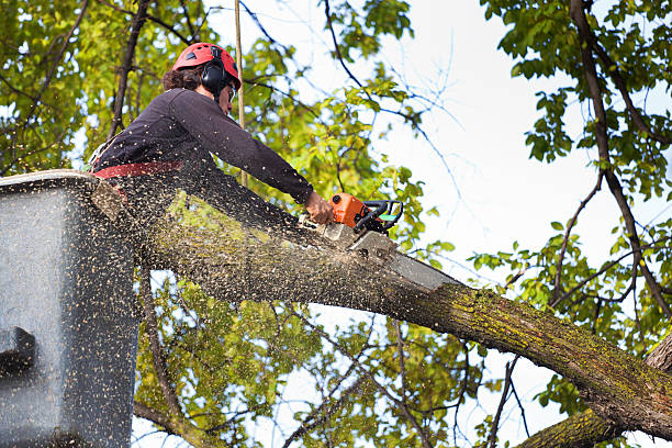 Best Seasonal Cleanup (Spring/Fall)  in Woxall, PA