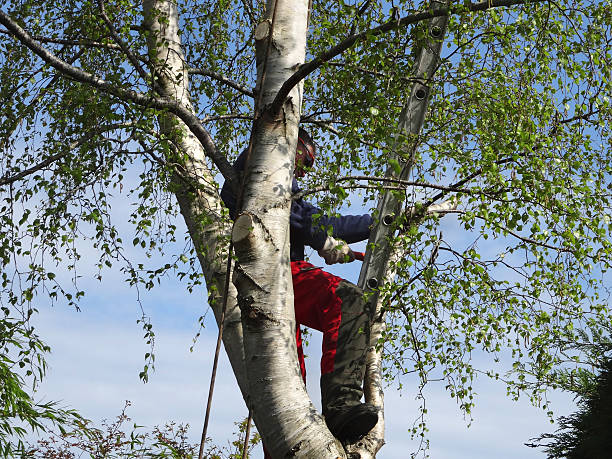 Best Tree Trimming and Pruning  in Woxall, PA